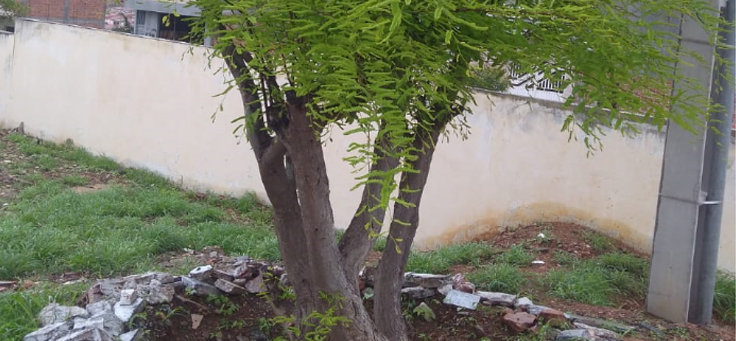 árvore plantada na área revitalizada